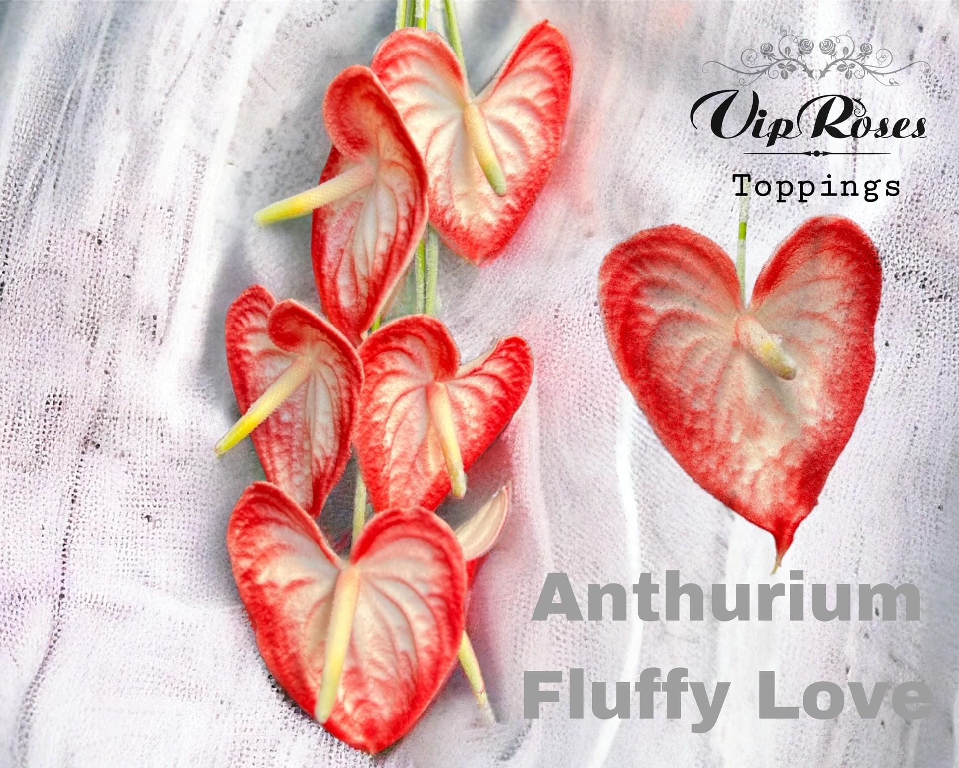 Срезанные цветы оптом Anthurium paint fluffy love от 12шт из Голландии с доставкой по России
