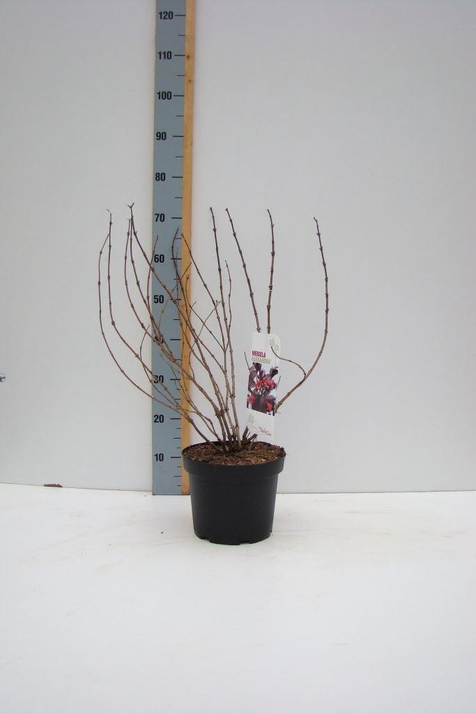 Горшечные цветы и растения оптом Weigela   ... от 1шт из Голландии с доставкой по России