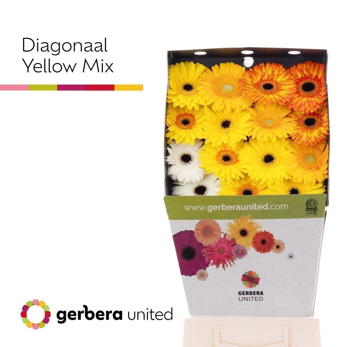 Срезанные цветы оптом Germini diamond mix yellow от 45шт из Голландии с доставкой по России