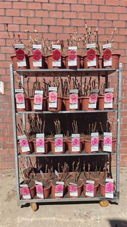 Горшечные цветы и растения оптом Paeonia Suffrut Gem * Spring Deal * от 1шт из Голландии с доставкой по России