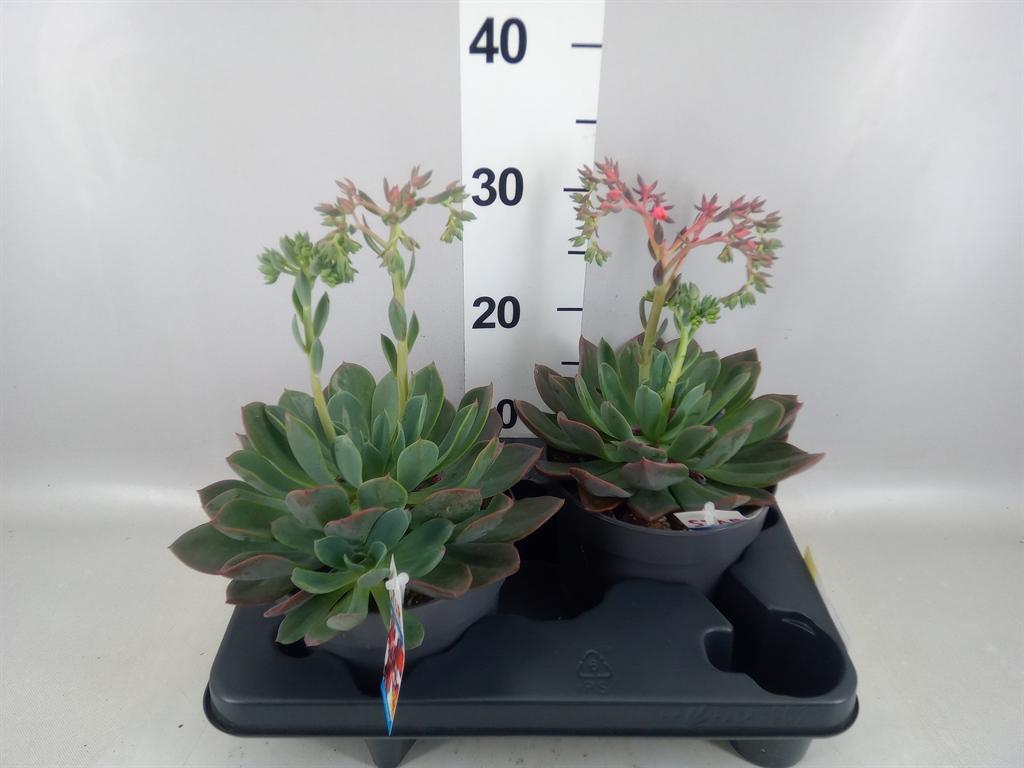 Горшечные цветы и растения оптом Echeveria blue Prince от 2шт из Голландии с доставкой по России