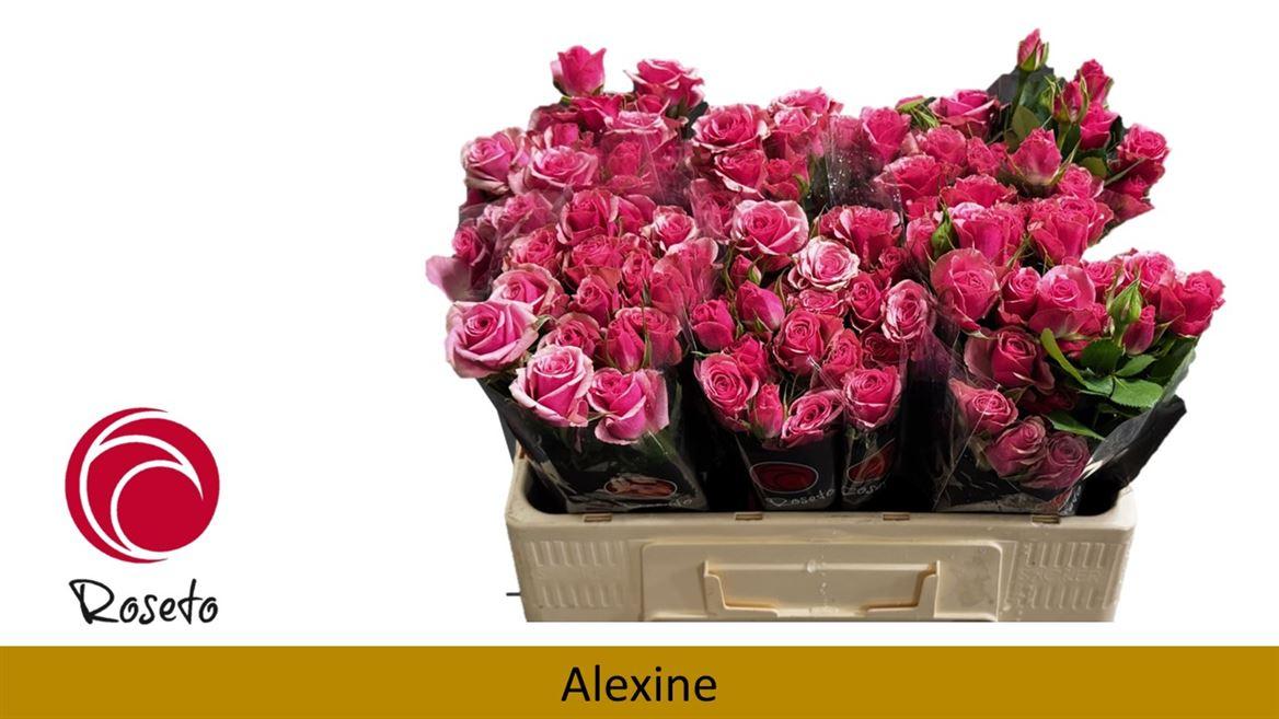 Срезанные цветы оптом Rosa spray alexine от 40шт из Голландии с доставкой по России