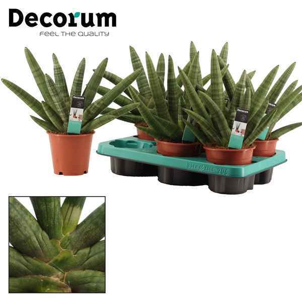 Горшечные цветы и растения оптом Sansevieria Double Boncellensis (decorum) от 4шт из Голландии с доставкой по России