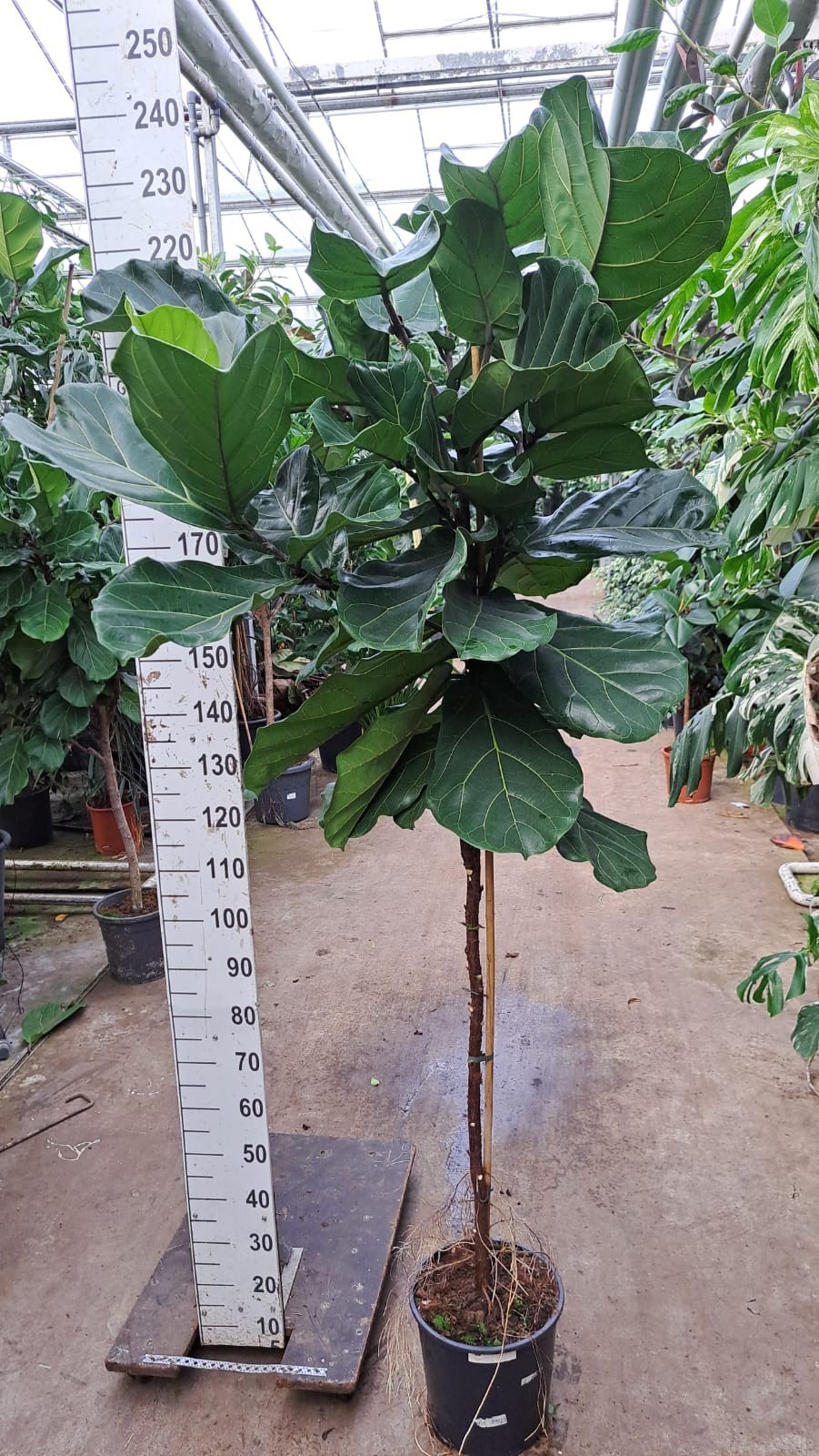 Горшечные цветы и растения оптом Ficus Lyrata Multi Stem от 1шт из Голландии с доставкой по России
