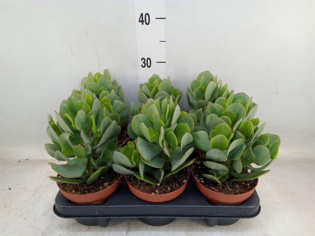 Горшечные цветы и растения оптом Crassula Arborescens от 6шт из Голландии с доставкой по России