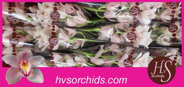 Срезанные цветы оптом Cymbidium pink california delmonte от 12шт. из Голландии с доставкой по России