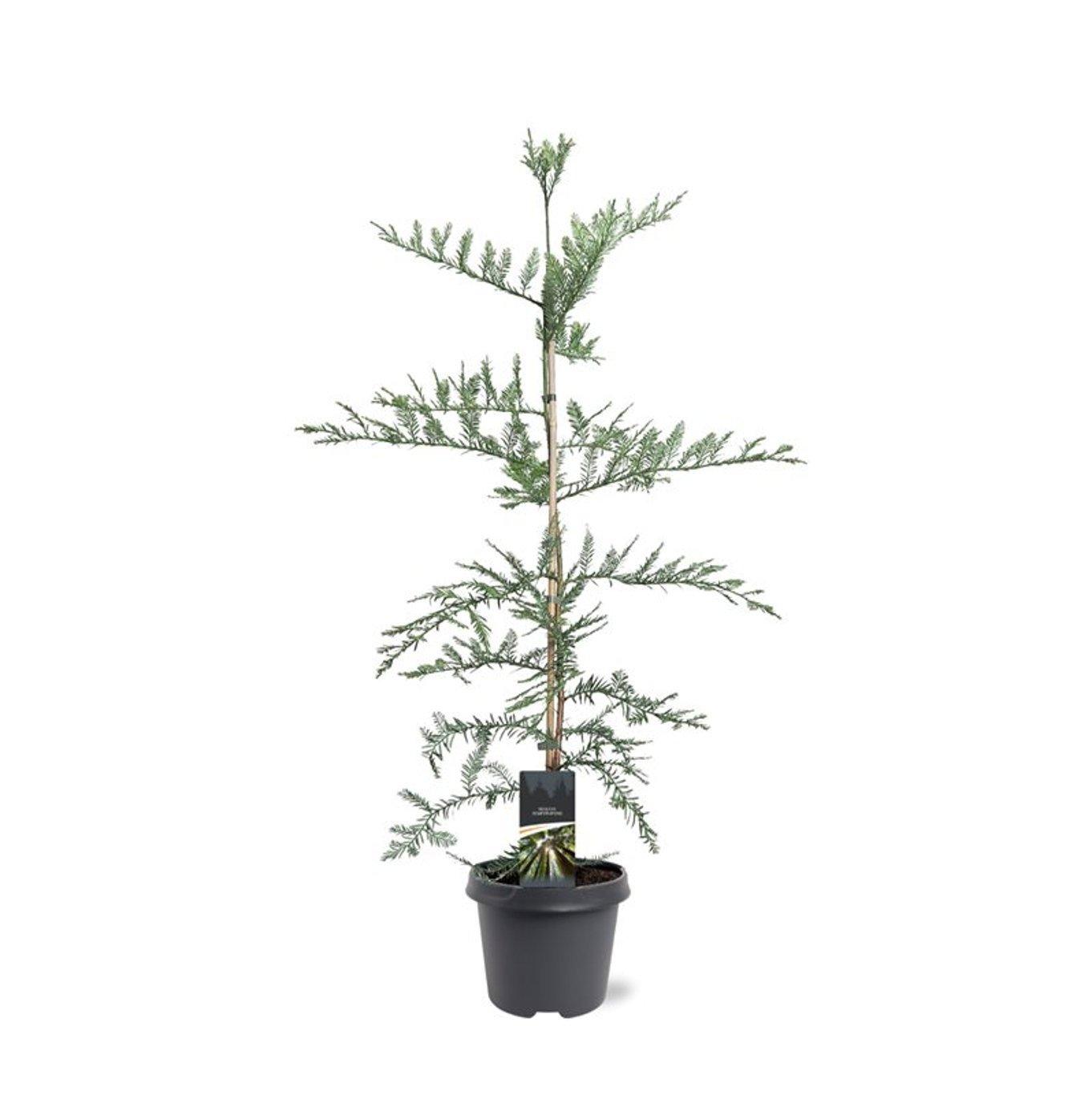 Горшечные цветы и растения оптом Sequoia Sempervirens от 1шт из Голландии с доставкой по России