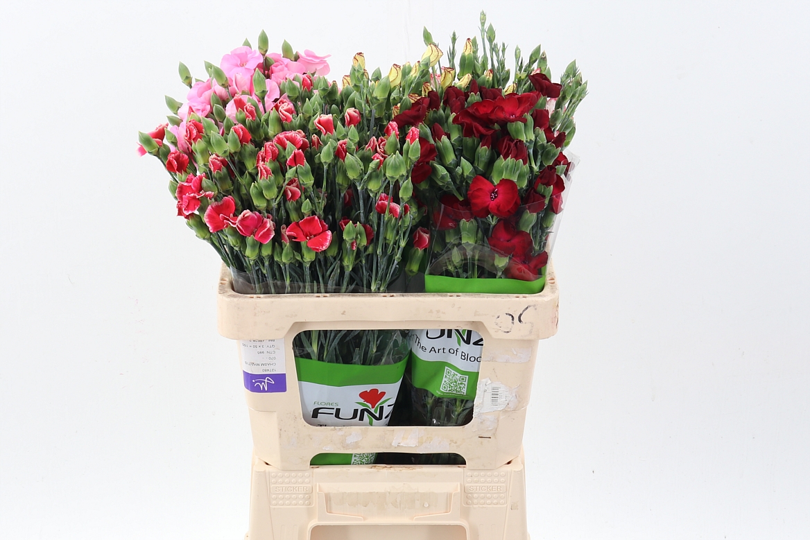 Срезанные цветы оптом Dianthus sp solomio mix in bucket от 100шт из Голландии с доставкой по России