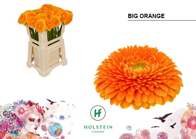 Срезанные цветы оптом Gerbera gerponi big orange от 40шт из Голландии с доставкой по России