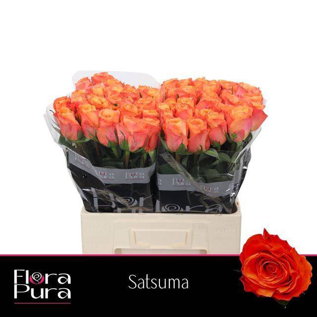 Срезанные цветы оптом Rosa large satsuma от 60шт из Голландии с доставкой по России