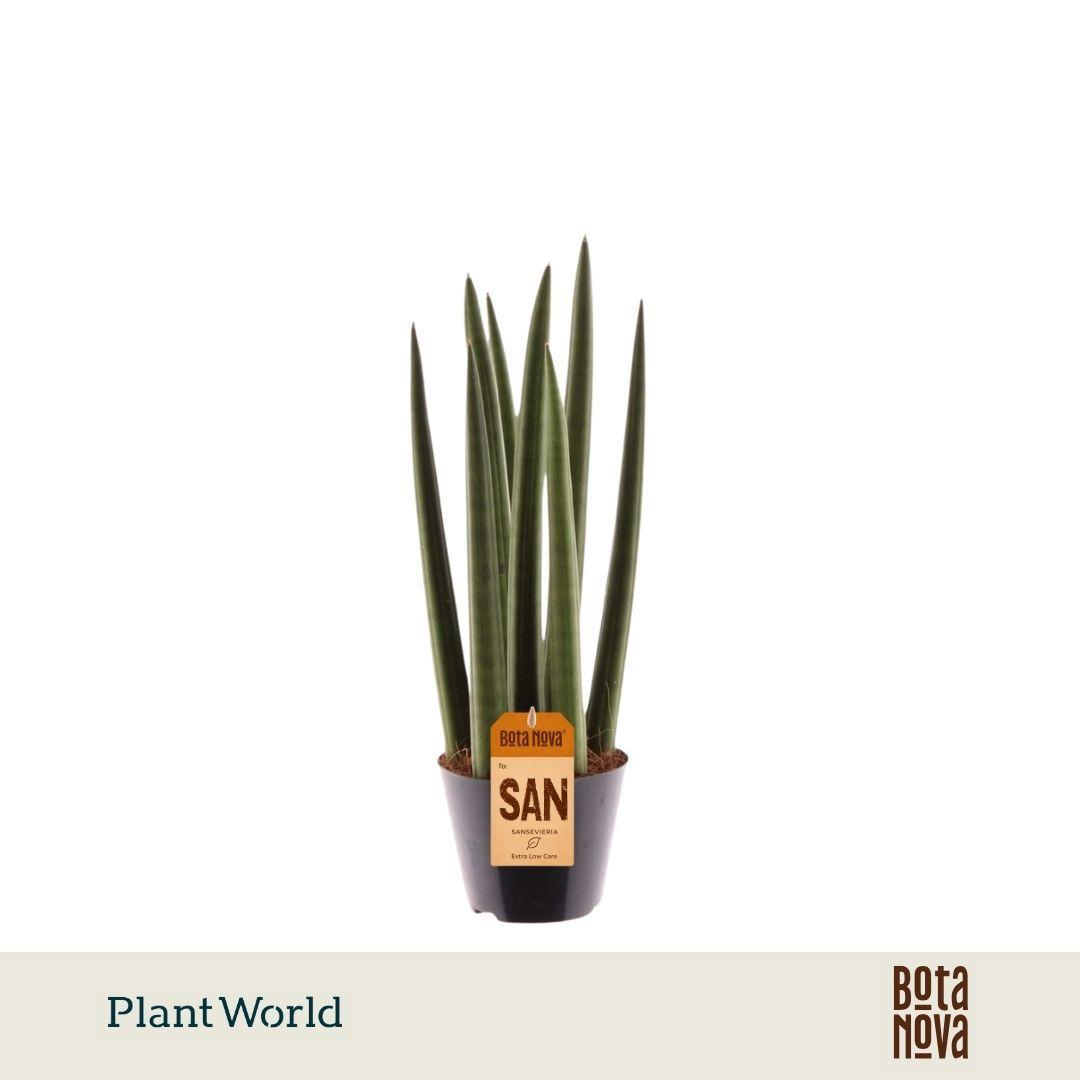Горшечные цветы и растения оптом Sansevieria Cylindrica spaghetti от 12шт (для телеги) из Голландии с доставкой по России