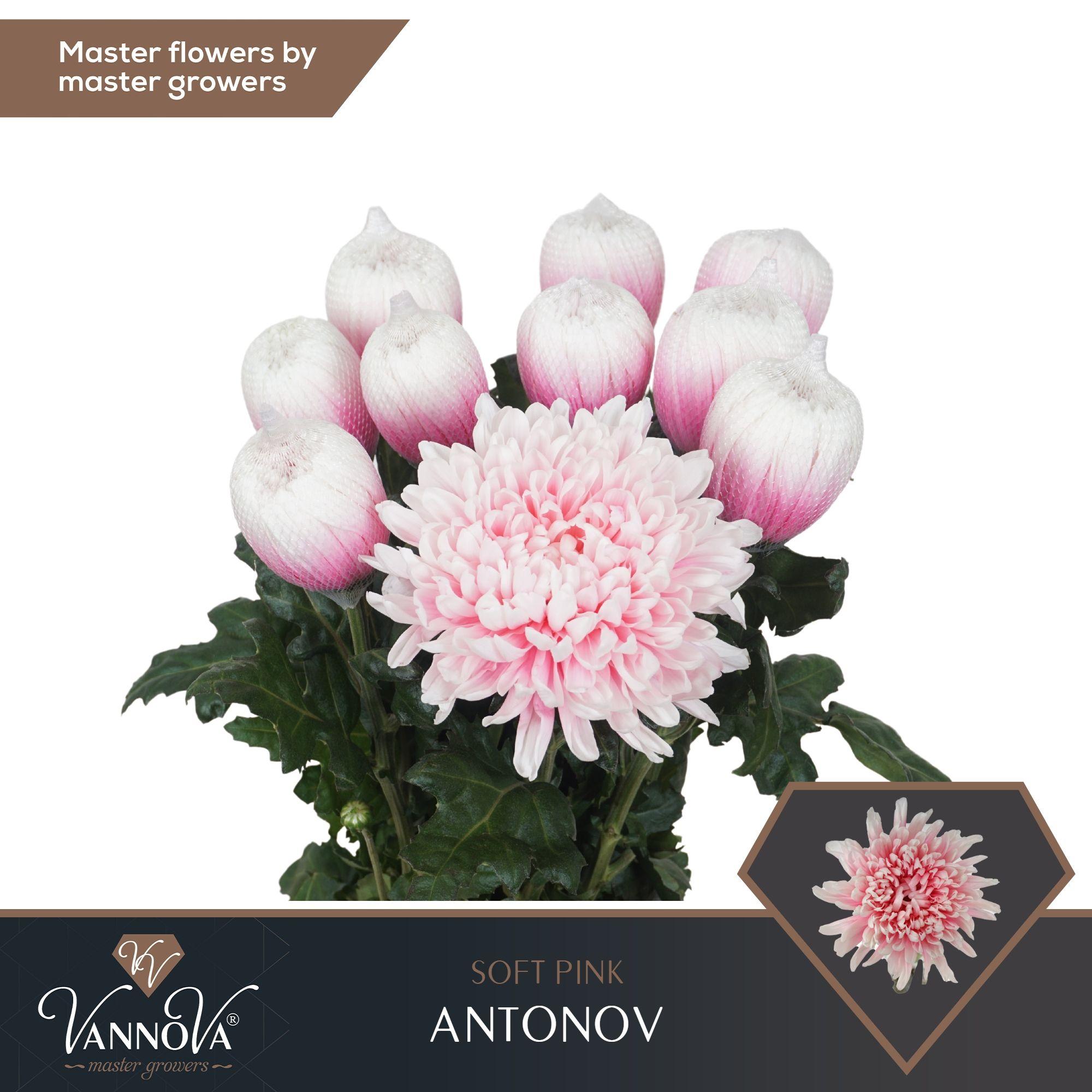 Срезанные цветы оптом Chrys bl paint antonov soft pink от 40шт.. из Голландии с доставкой по России