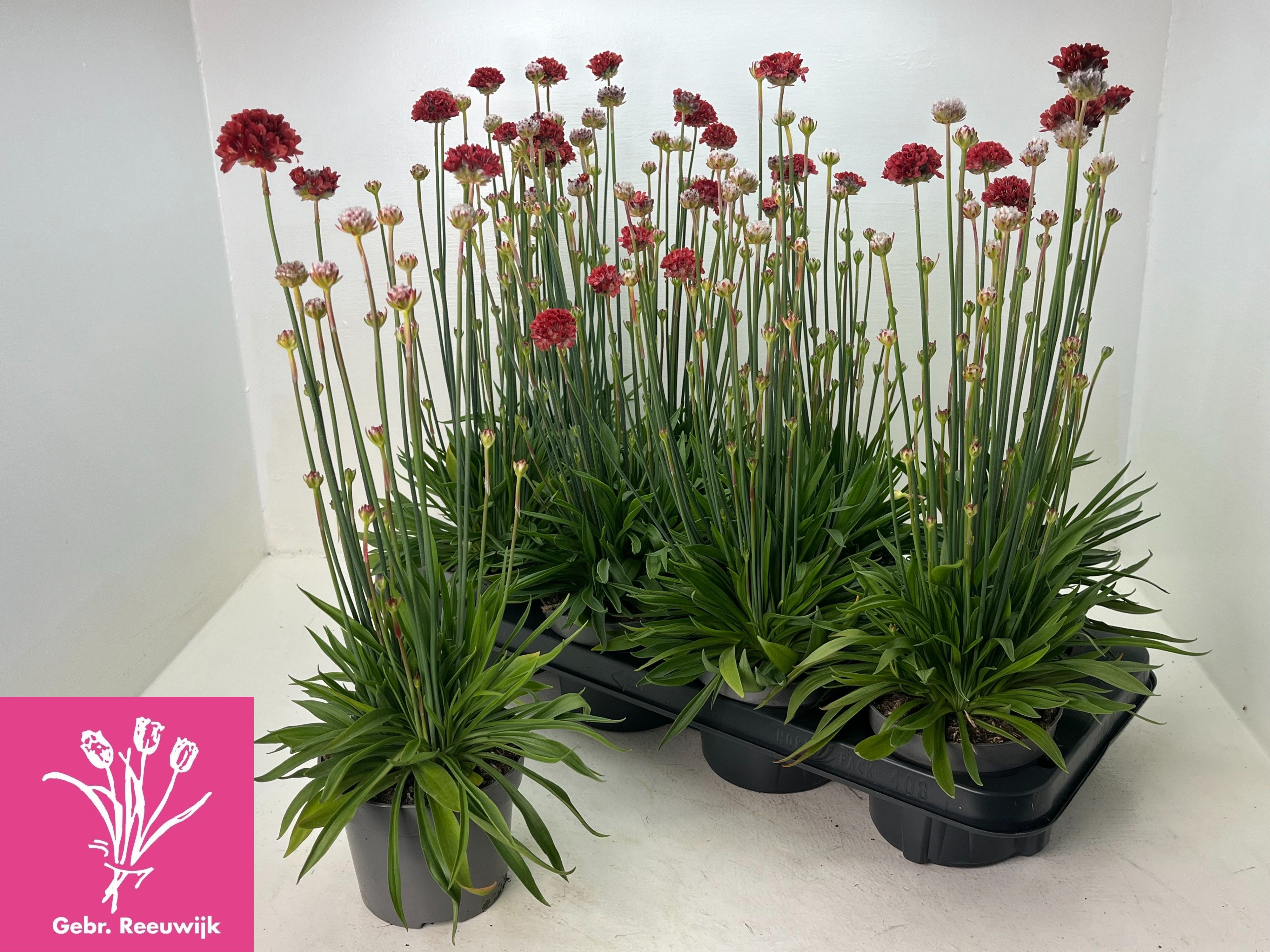 Горшечные цветы и растения оптом Arme Ps Ballerin Red от 8шт из Голландии с доставкой по России