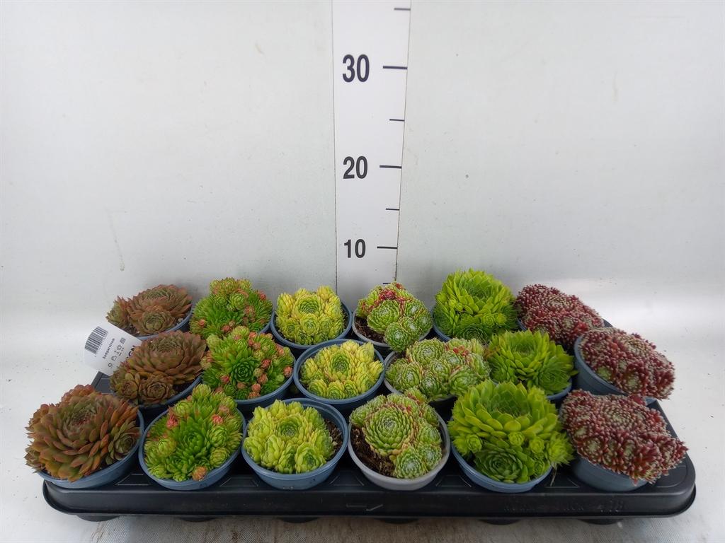 Горшечные цветы и растения оптом Sempervivum   ...mix от 18шт (для телеги) из Голландии с доставкой по России
