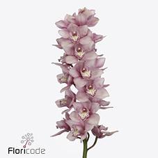 Срезанные цветы оптом Cymbidium pink nikkie от 9шт. из Голландии с доставкой по России