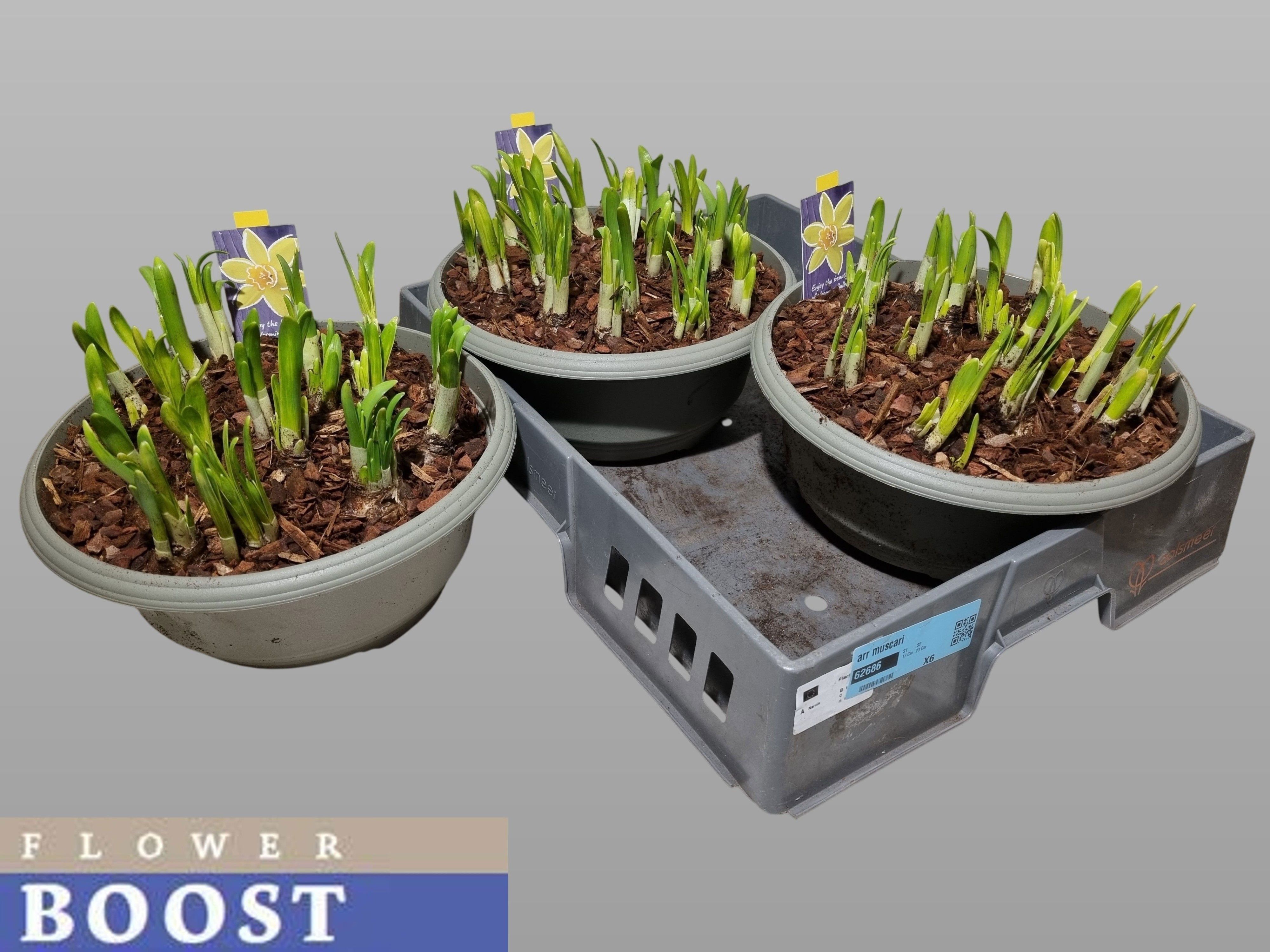 Горшечные цветы и растения оптом Narc O Tete A Tete от 2шт из Голландии с доставкой по России