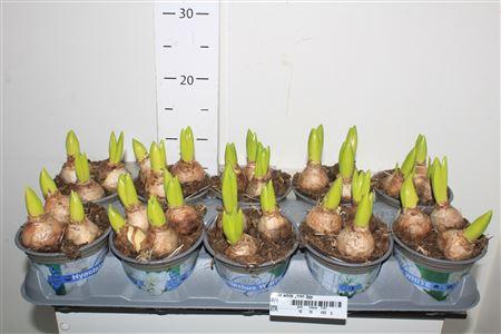 Горшечные цветы и растения оптом Hyacin White Pearl 3pp от 10шт из Голландии с доставкой по России