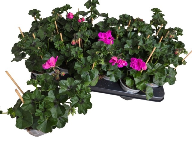 Горшечные цветы и растения оптом Pel Pelt P Butterfly от 12шт из Голландии с доставкой по России