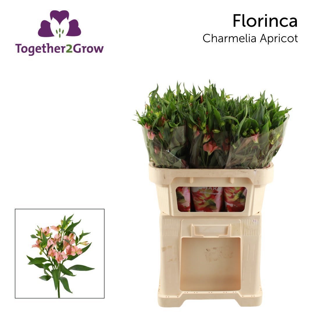 Срезанные цветы оптом Alstroemeria fl charmelia apricot от 80шт из Голландии с доставкой по России