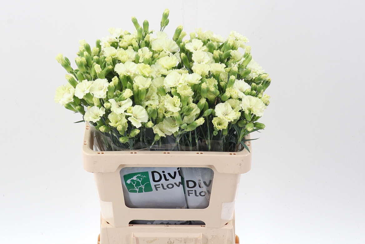 Срезанные цветы оптом Dianthus sp solomio bern от 60шт из Голландии с доставкой по России