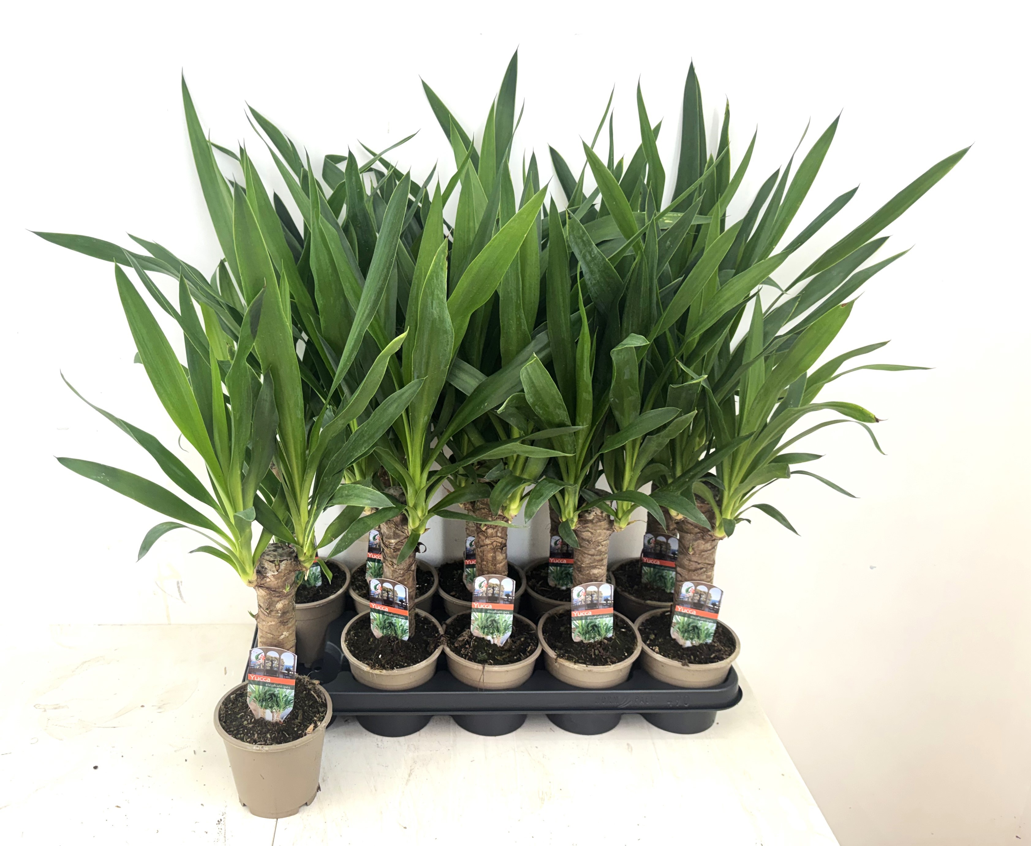 Горшечные цветы и растения оптом Yucca от 10шт из Голландии с доставкой по России