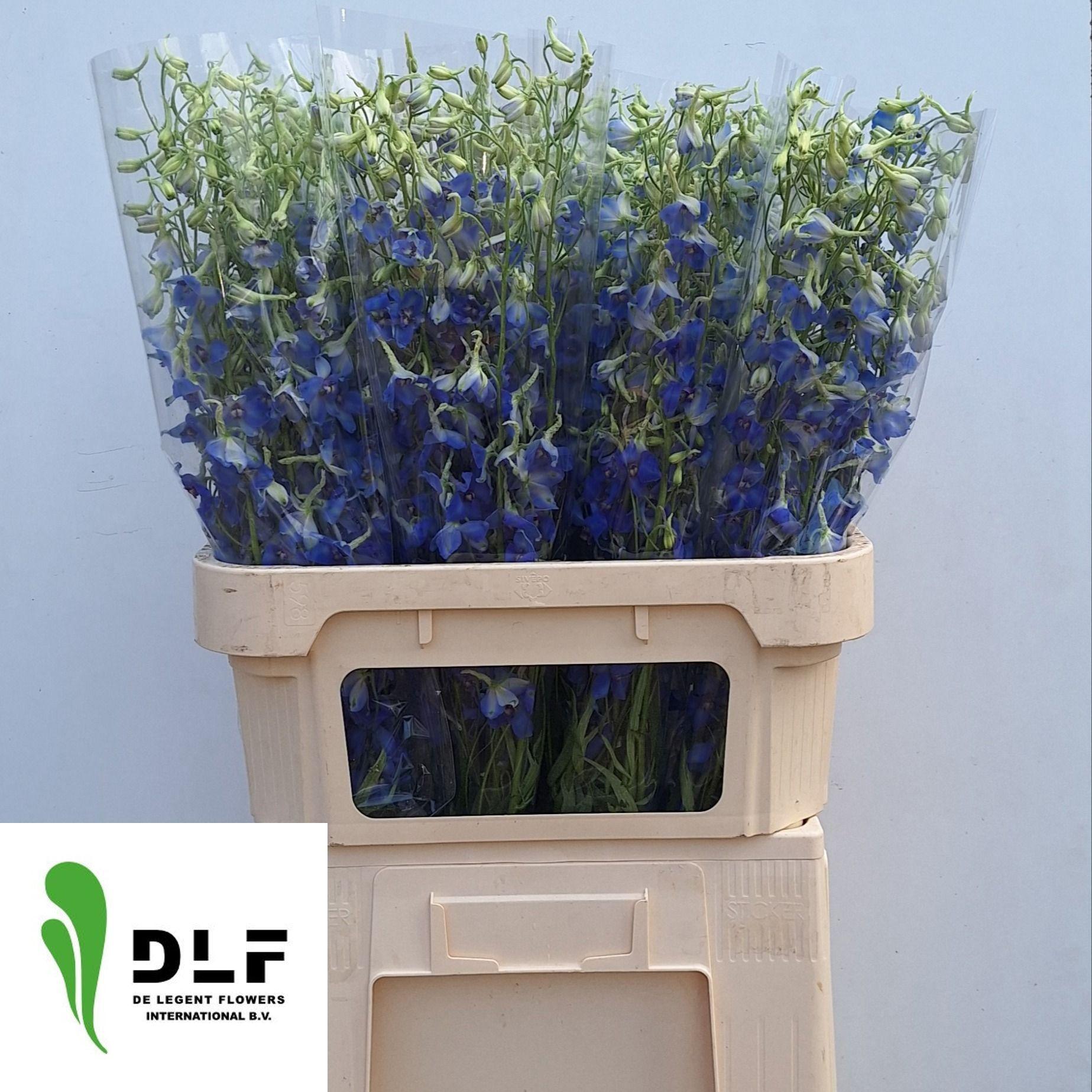 Срезанные цветы оптом Delphinium si bel volkerfrieden от 80шт из Голландии с доставкой по России