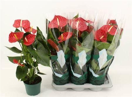 Горшечные цветы и растения оптом Anth An Oregon  5+ ( Replace Dakota) от 6шт из Голландии с доставкой по России