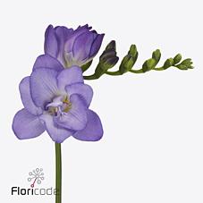 Срезанные цветы оптом Freesia do biscaya от 100шт. из Голландии с доставкой по России Срезанные цветы оптом Freesia do biscaya от 100шт. из Голландии с доставкой по России