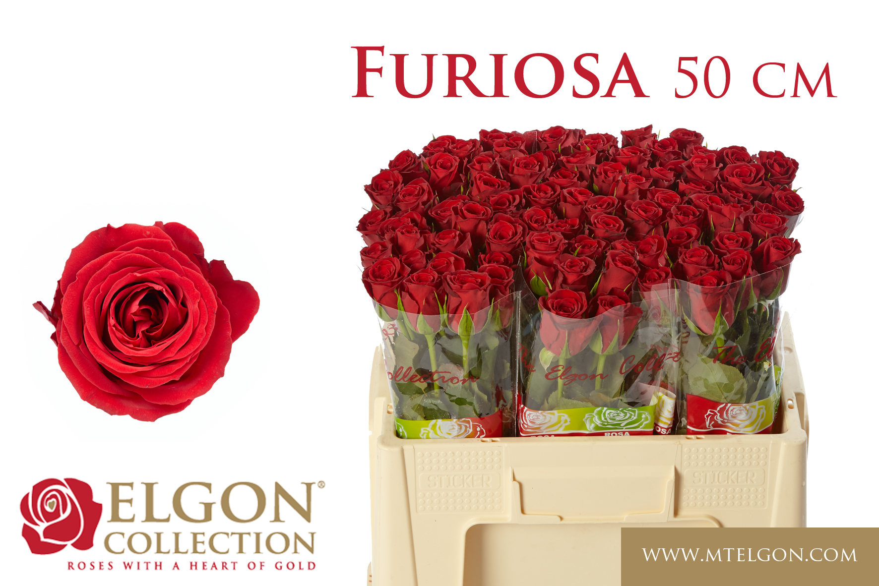 Срезанные цветы оптом Rosa large furiosa от 80шт. из Голландии с доставкой по России