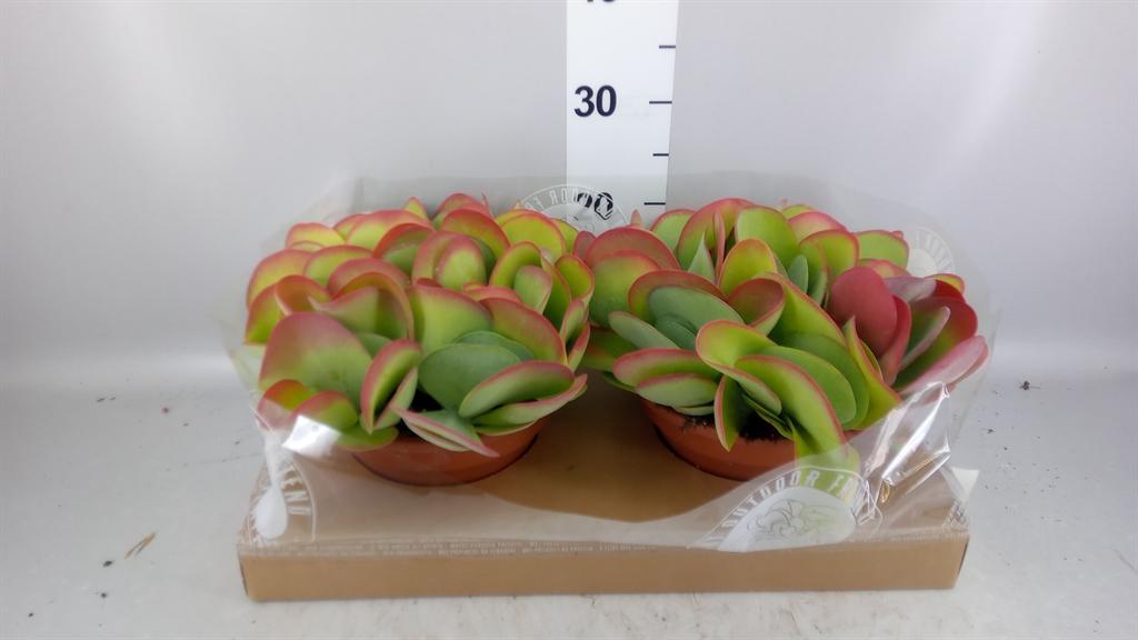 Горшечные цветы и растения оптом Kalanchoe Nf Thyrsiflora от 2шт из Голландии с доставкой по России