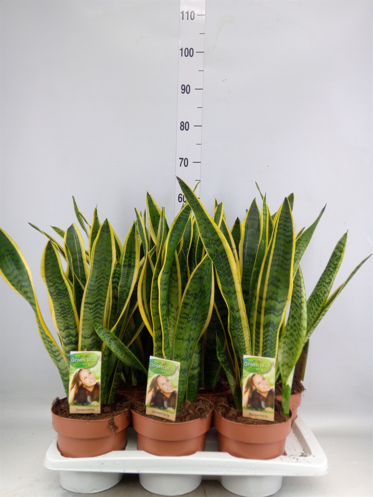 Горшечные цветы и растения оптом Sansevieria Laurentii от 6шт из Голландии с доставкой по России
