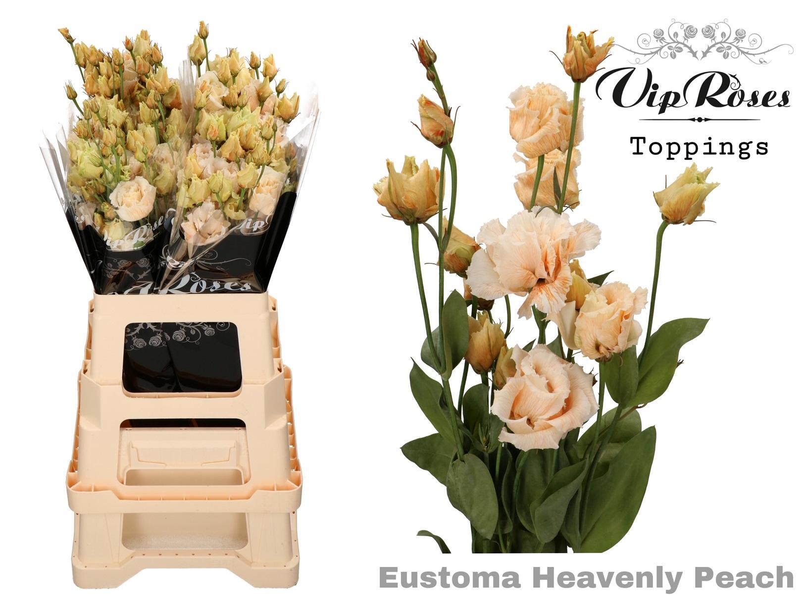 Срезанные цветы оптом Lisianthus do paint heavenly peach от 20шт из Голландии с доставкой по России
