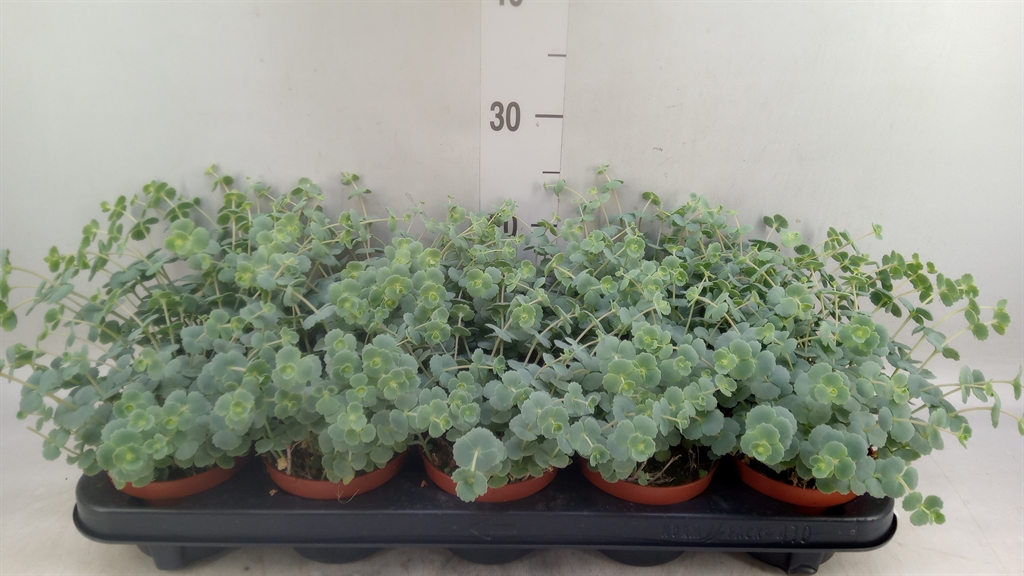 Горшечные цветы и растения оптом Sedum Sieboldii от 10шт из Голландии с доставкой по России