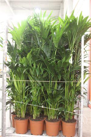 Горшечные цветы и растения оптом Howea Forsteriana 10pp 190cm Xtra Xxl от 1шт из Голландии с доставкой по России