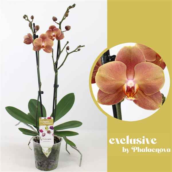 Горшечные цветы и растения оптом Phal 2st Brownie 18+ (phalaenova) от 10шт из Голландии с доставкой по России