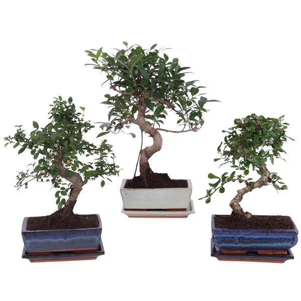 Горшечные цветы и растения оптом Bonsai Mix In Ceramic S-shape With Saucer от 6шт из Голландии с доставкой по России