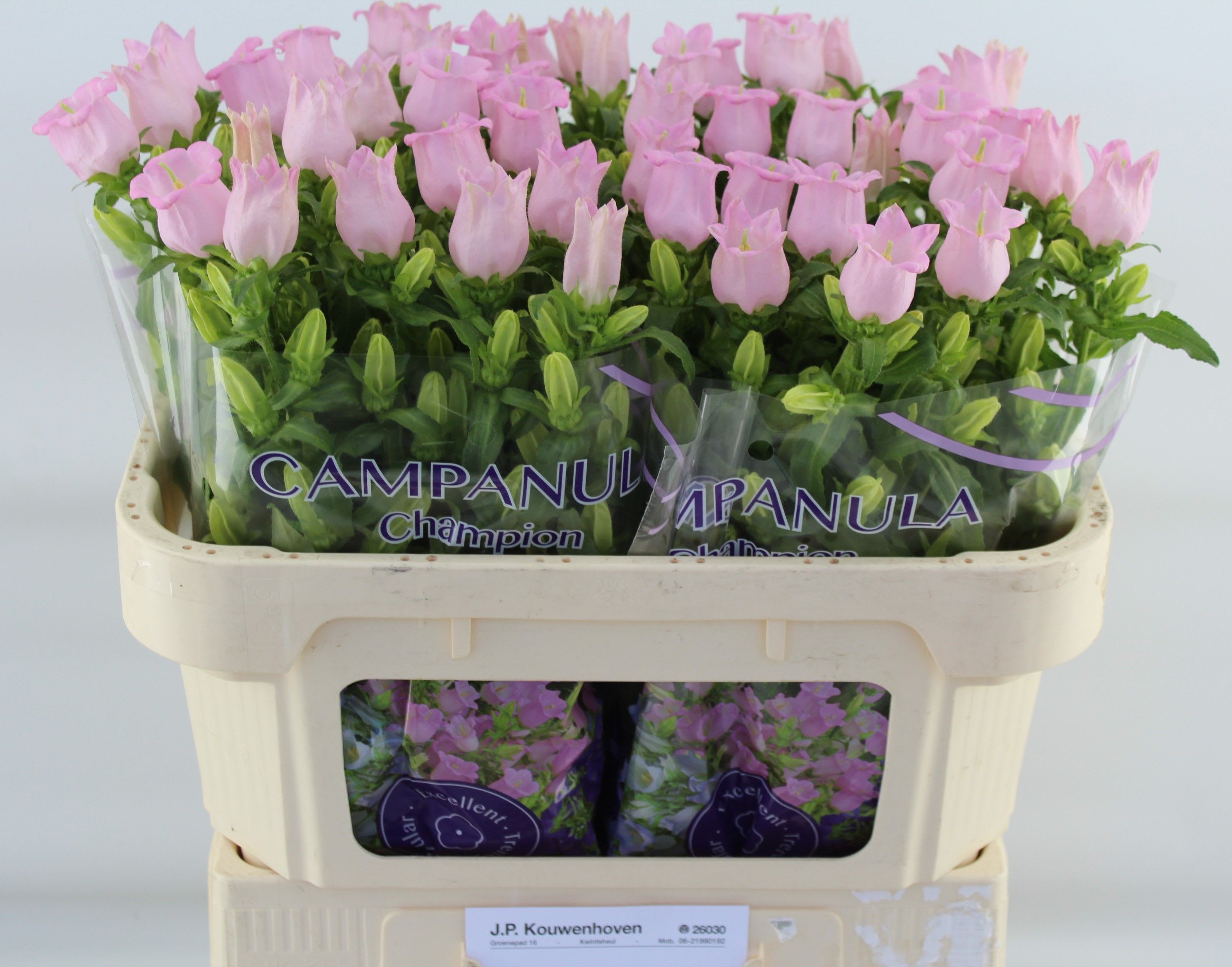 Срезанные цветы оптом Campanula campana pearl pink от 50шт из Голландии с доставкой по России