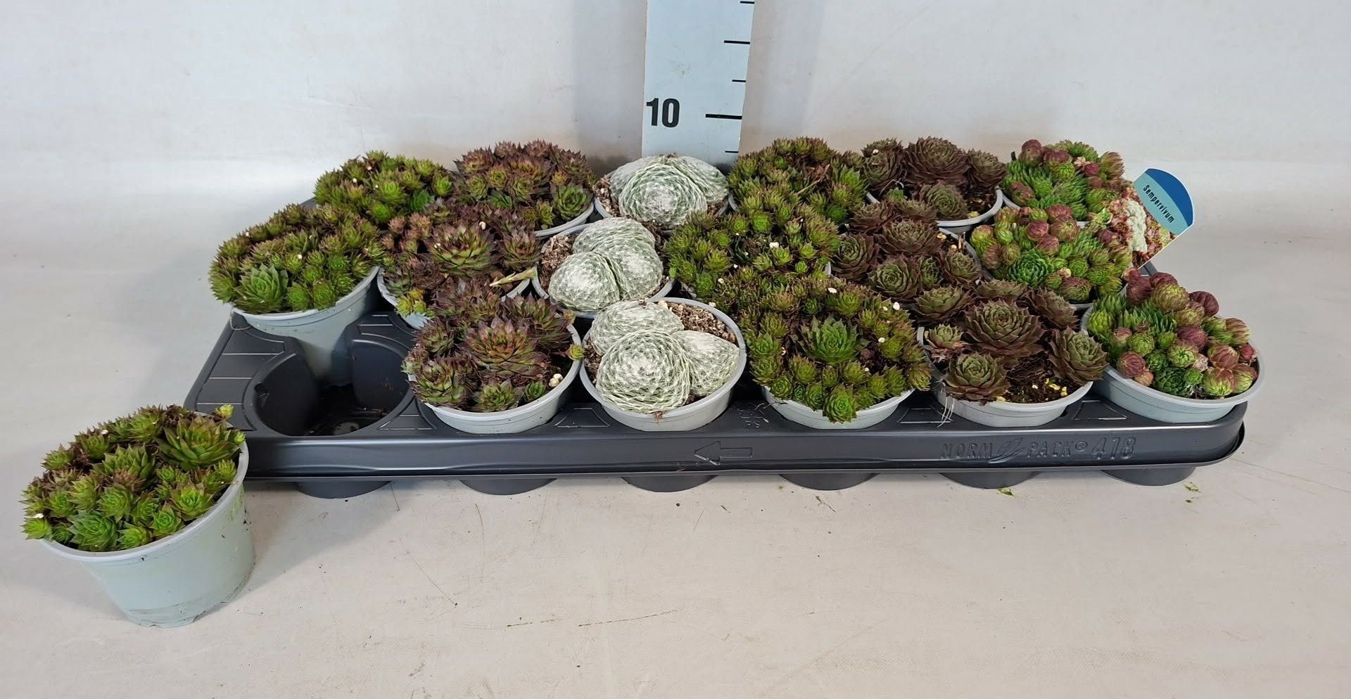 Горшечные цветы и растения оптом Semp Gem от 18шт (для телеги) из Голландии с доставкой по России