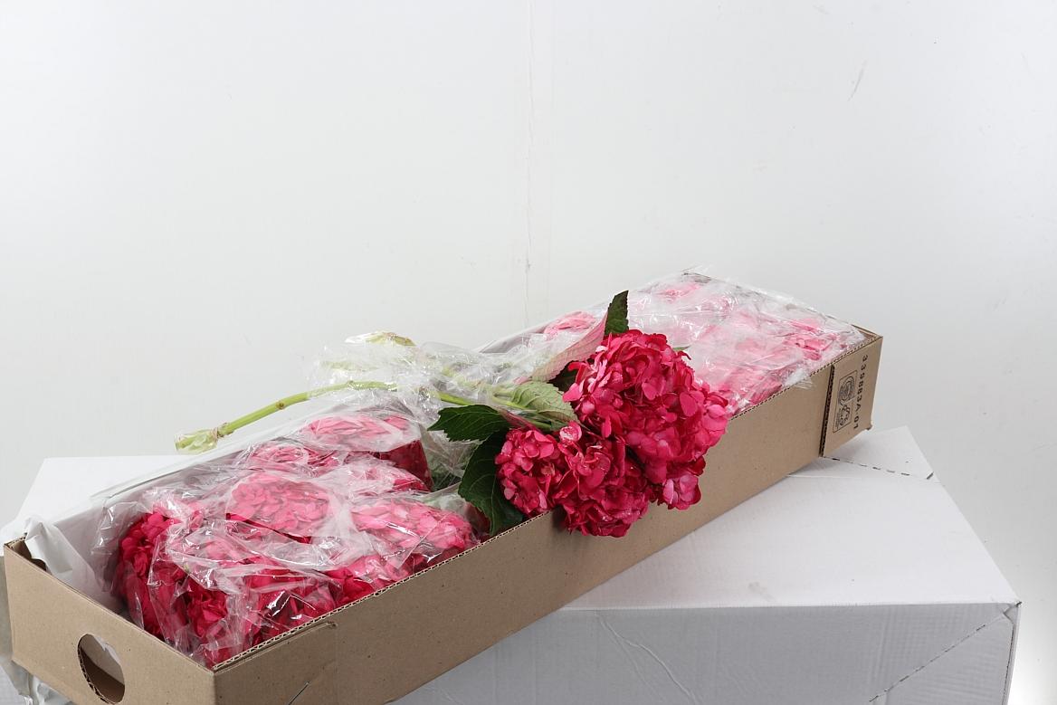 Срезанные цветы оптом Hydrangea rasp berry giant от 30шт из Голландии с доставкой по России