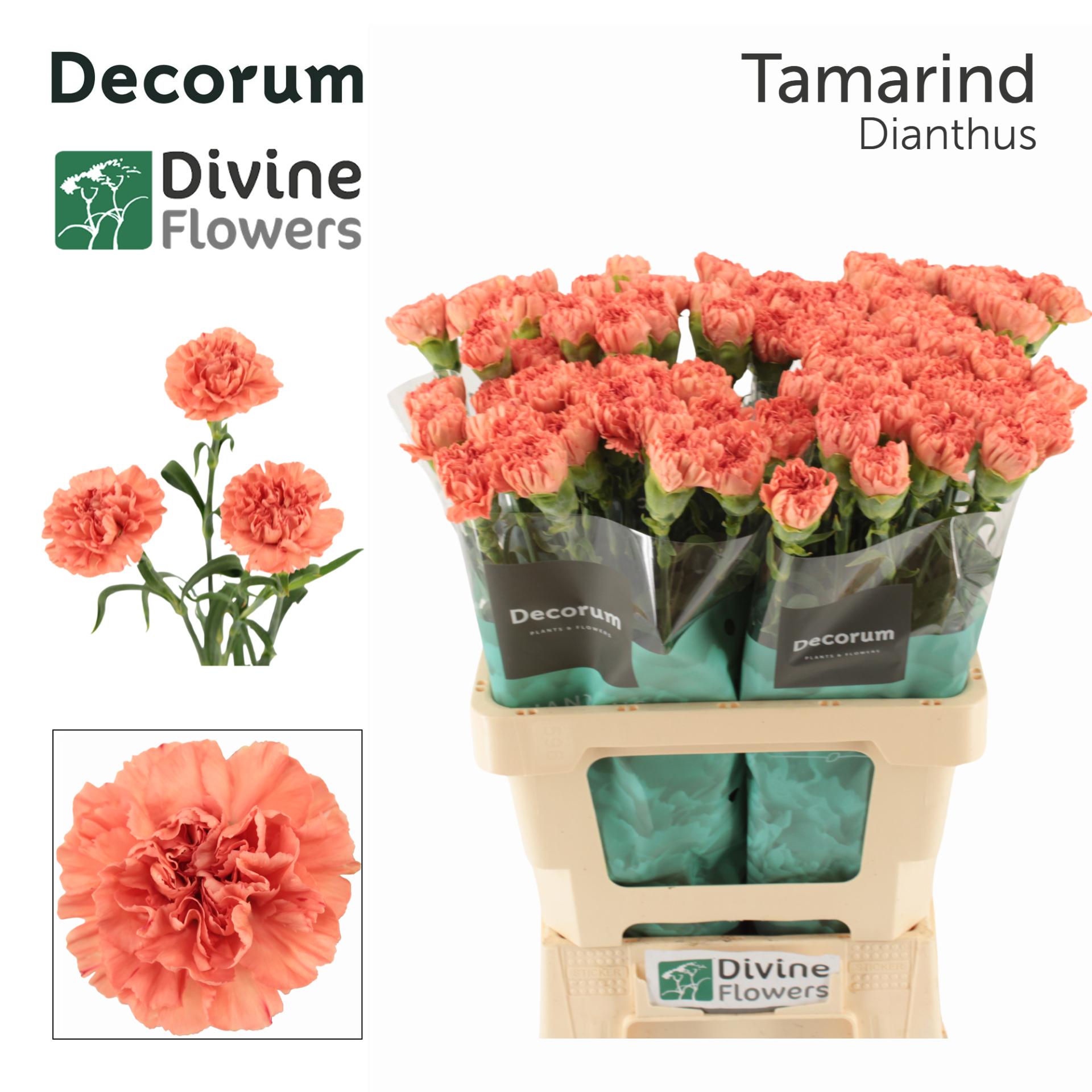 Срезанные цветы оптом Dianthus st tamarind от 80шт из Голландии с доставкой по России