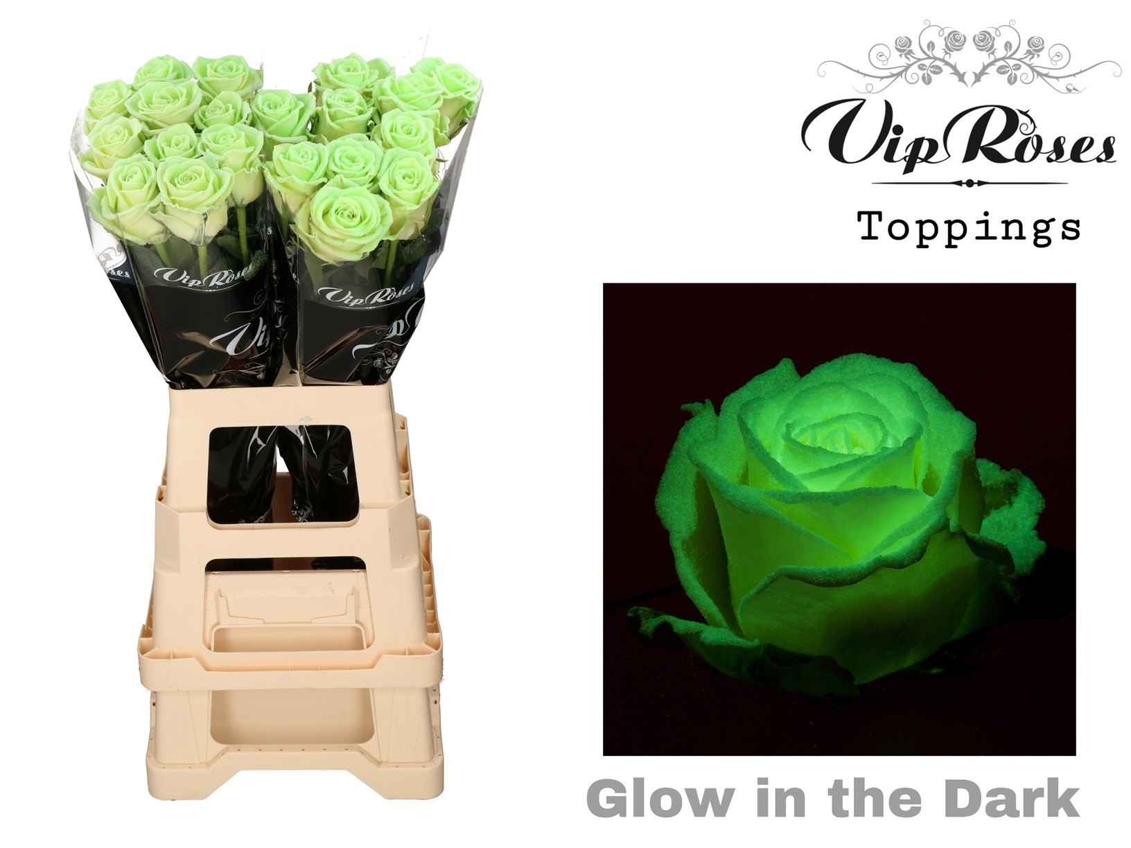 Срезанные цветы оптом Rosa la paint glow in the dark (R99) от 20шт из Голландии с доставкой по России