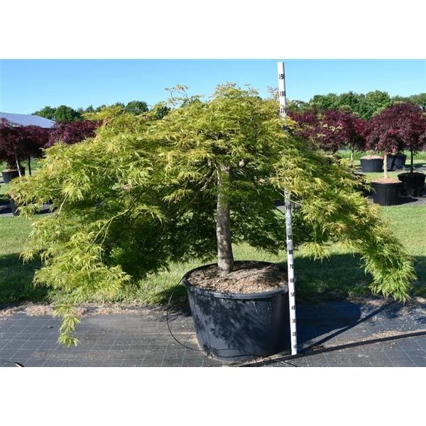 Горшечные цветы и растения оптом Acer Palm Green Lace от 1шт из Голландии с доставкой по России