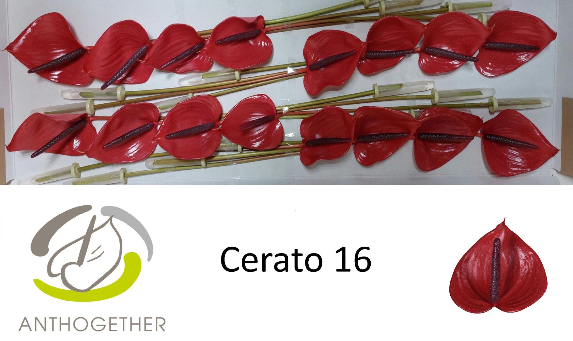 Срезанные цветы оптом Anthurium cerato от 16шт из Голландии с доставкой по России