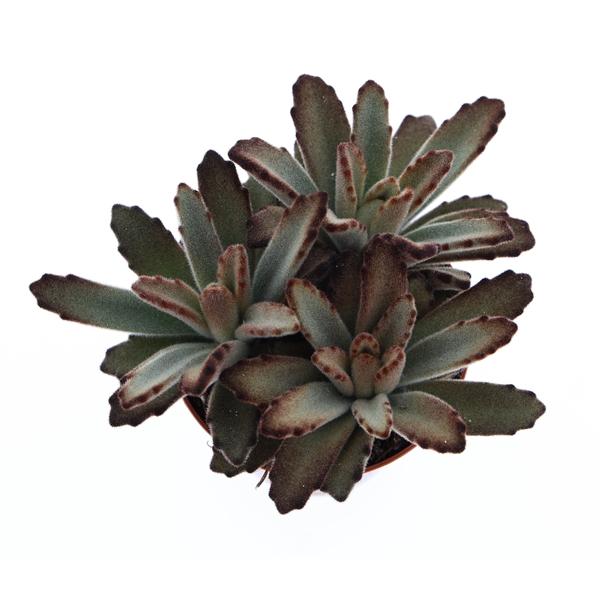 Горшечные цветы и растения оптом Kalanchoe Tomentosa Aida от 12шт (для телеги) из Голландии с доставкой по России