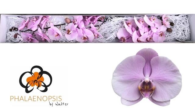 Срезанные цветы оптом Phalaenopsis tikal (per flower) от 25шт из Голландии с доставкой по России