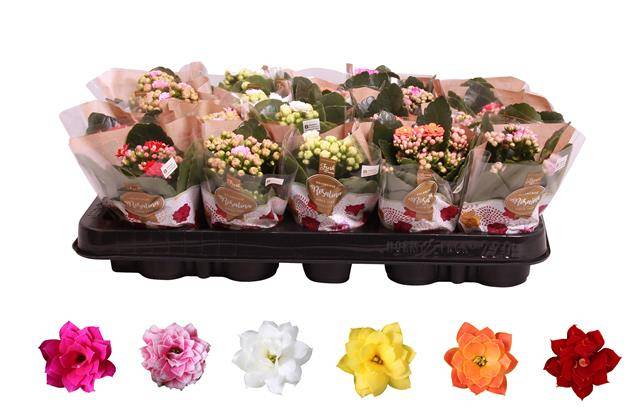 Горшечные цветы и растения оптом Kalanchoe Rosalina Mix от 20шт из Голландии с доставкой по России