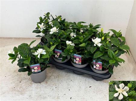 Горшечные цветы и растения оптом Gardenia Jasminoides от 8шт из Голландии с доставкой по России