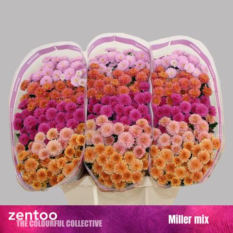Срезанные цветы оптом Chrys sa mix miller от 225шт из Голландии с доставкой по России
