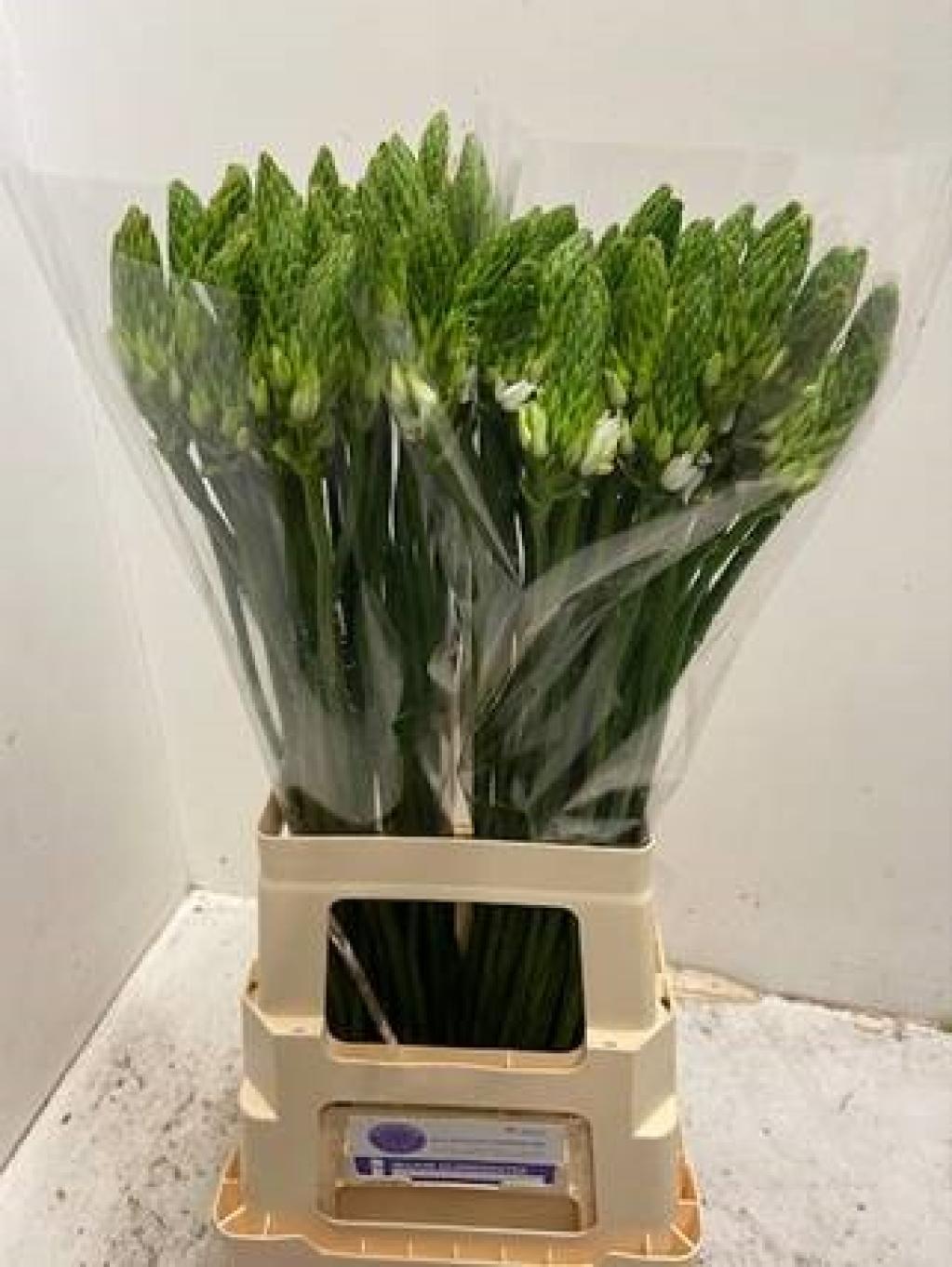 Срезанные цветы оптом Ornithogalum mount k2 от 100шт из Голландии с доставкой по России Срезанные цветы оптом Ornithogalum mount k2 от 100шт из Голландии с доставкой по России