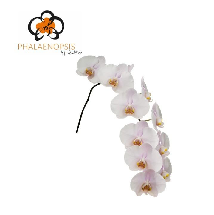 Срезанные цветы оптом Phalaenopsis alpha (per stem) от 10шт из Голландии с доставкой по России
